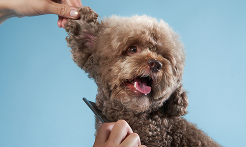 공지사항이미지2