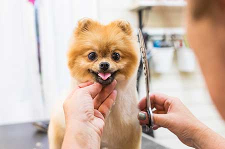 펫 스타일리스트